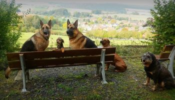 De camping con tu mascota
