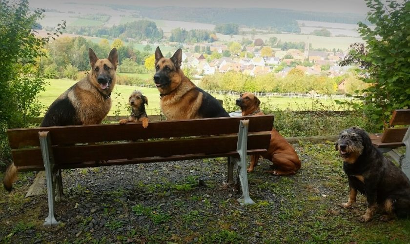 De camping con tu mascota