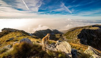 viajar con mascotas