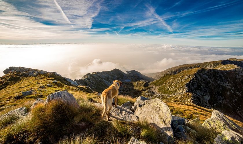 viajar con mascotas