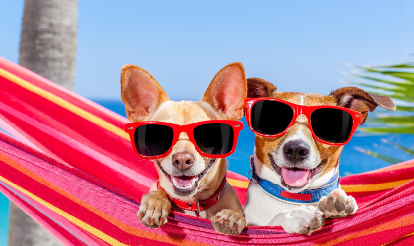camping mascotas